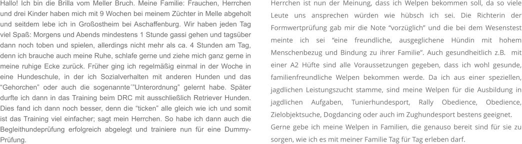 Hallo! Ich bin die Brilla vom Meller Bruch. Meine Familie: Frauchen, Herrchen und drei Kinder haben mich mit 9 Wochen bei meinem Züchter in Melle abgeholt und seitdem lebe ich in Großostheim bei Aschaffenburg. Wir haben jeden Tag viel Spaß: Morgens und Abends mindestens 1 Stunde gassi gehen und tagsüber dann noch toben und spielen, allerdings nicht mehr als ca. 4 Stunden am Tag, denn ich brauche auch meine Ruhe, schlafe gerne und ziehe mich ganz gerne in meine ruhige Ecke zurück. Früher ging ich regelmäßig einmal in der Woche in eine Hundeschule, in der ich Sozialverhalten mit anderen Hunden und das “Gehorchen” oder auch die sogenannte´”Unterordnung” gelernt habe. Später durfte ich dann in das Training beim DRC mit ausschließlich Retriever Hunden. Dies fand ich dann noch besser, denn die “ticken” alle gleich wie ich und somit ist das Training viel einfacher; sagt mein Herrchen. So habe ich dann auch die Begleithundeprüfung erfolgreich abgelegt und trainiere nun für eine Dummy-Prüfung. Herrchen ist nun der Meinung, dass ich Welpen bekommen soll, da so viele Leute uns ansprechen würden wie hübsch ich sei. Die Richterin der Formwertprüfung gab mir die Note “vorzüglich” und die bei dem Wesenstest meinte ich sei “eine freundliche, ausgeglichene Hündin mit hohem Menschenbezug und Bindung zu ihrer Familie”. Auch gesundheitlich z.B.  mit einer A2 Hüfte sind alle Voraussetzungen gegeben, dass ich wohl gesunde, familienfreundliche Welpen bekommen werde. Da ich aus einer speziellen, jagdlichen Leistungszucht stamme, sind meine Welpen für die Ausbildung in jagdlichen Aufgaben, Tunierhundesport, Rally Obedience, Obedience, Zielobjektsuche, Dogdancing oder auch im Zughundesport bestens geeignet.  Gerne gebe ich meine Welpen in Familien, die genauso bereit sind für sie zu sorgen, wie ich es mit meiner Familie Tag für Tag erleben darf.