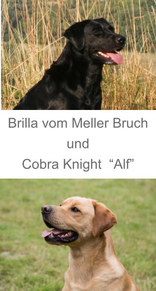Brilla vom Meller Bruch und             Cobra Knight  “Alf”