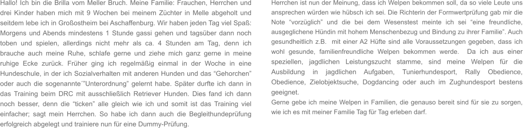 Hallo! Ich bin die Brilla vom Meller Bruch. Meine Familie: Frauchen, Herrchen und drei Kinder haben mich mit 9 Wochen bei meinem Züchter in Melle abgeholt und seitdem lebe ich in Großostheim bei Aschaffenburg. Wir haben jeden Tag viel Spaß: Morgens und Abends mindestens 1 Stunde gassi gehen und tagsüber dann noch toben und spielen, allerdings nicht mehr als ca. 4 Stunden am Tag, denn ich brauche auch meine Ruhe, schlafe gerne und ziehe mich ganz gerne in meine ruhige Ecke zurück. Früher ging ich regelmäßig einmal in der Woche in eine Hundeschule, in der ich Sozialverhalten mit anderen Hunden und das “Gehorchen” oder auch die sogenannte´”Unterordnung” gelernt habe. Später durfte ich dann in das Training beim DRC mit ausschließlich Retriever Hunden. Dies fand ich dann noch besser, denn die “ticken” alle gleich wie ich und somit ist das Training viel einfacher; sagt mein Herrchen. So habe ich dann auch die Begleithundeprüfung erfolgreich abgelegt und trainiere nun für eine Dummy-Prüfung. Herrchen ist nun der Meinung, dass ich Welpen bekommen soll, da so viele Leute uns ansprechen würden wie hübsch ich sei. Die Richterin der Formwertprüfung gab mir die Note “vorzüglich” und die bei dem Wesenstest meinte ich sei “eine freundliche, ausgeglichene Hündin mit hohem Menschenbezug und Bindung zu ihrer Familie”. Auch gesundheitlich z.B.  mit einer A2 Hüfte sind alle Voraussetzungen gegeben, dass ich wohl gesunde, familienfreundliche Welpen bekommen werde.  Da ich aus einer speziellen, jagdlichen Leistungszucht stamme, sind meine Welpen für die Ausbildung in jagdlichen Aufgaben, Tunierhundesport, Rally Obedience, Obedience, Zielobjektsuche, Dogdancing oder auch im Zughundesport bestens geeignet.  Gerne gebe ich meine Welpen in Familien, die genauso bereit sind für sie zu sorgen, wie ich es mit meiner Familie Tag für Tag erleben darf.